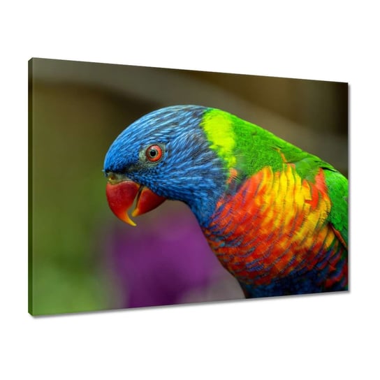 Obraz 70x50 Papugi Papużki Ptaszki ZeSmakiem
