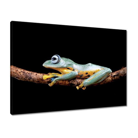 Obraz 70x50 Piękna żaba na gałęzi ZeSmakiem