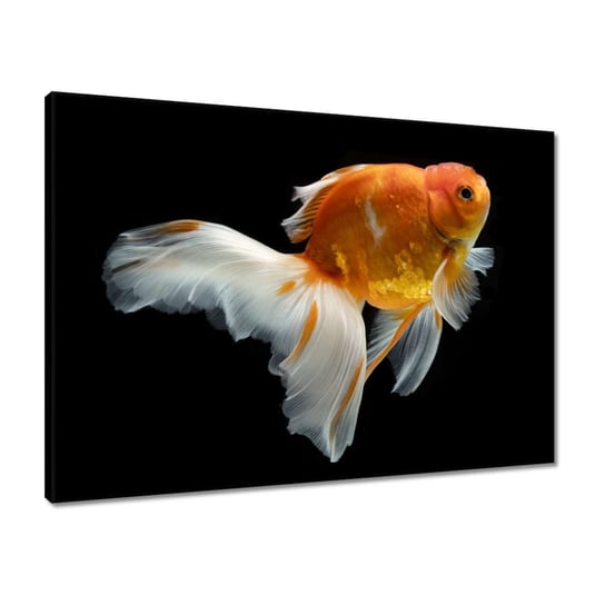 Obraz 70x50 Piękna złota rybka welon ZeSmakiem