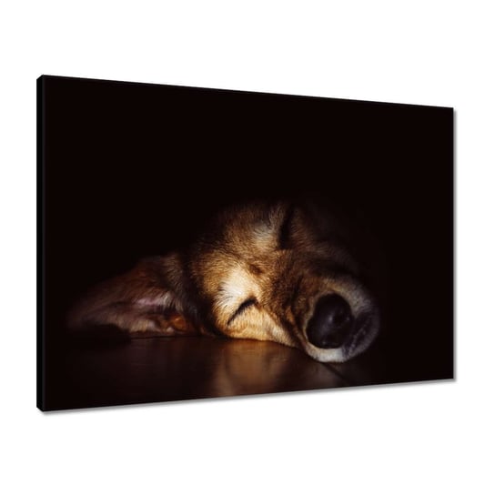 Obraz 70x50 Pies leżący na podłodze ZeSmakiem