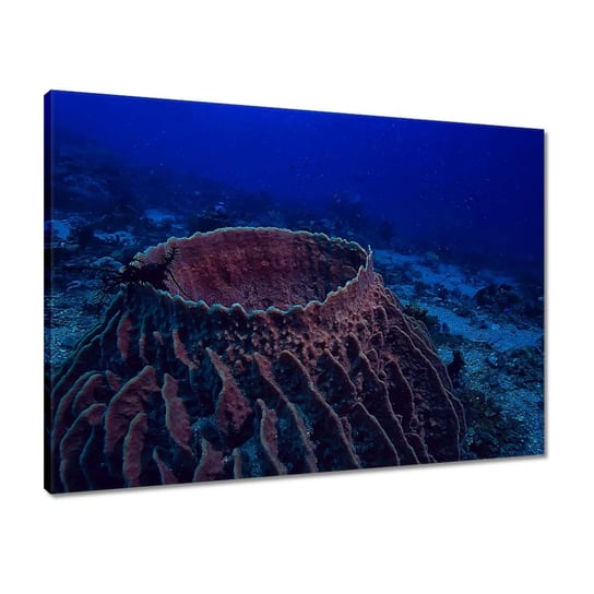 Obraz 70x50 Podwodne życie morskie ZeSmakiem