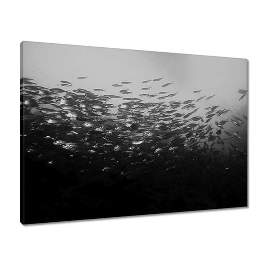 Obraz 70x50 Podwodny świat zwierząt ZeSmakiem