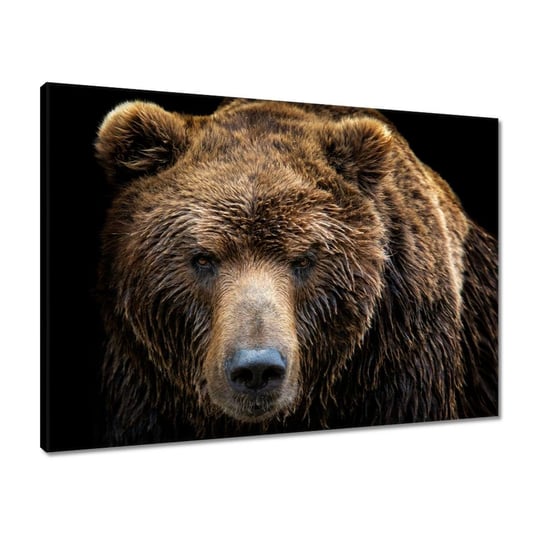 Obraz 70x50 Portret niedźwiedzia ZeSmakiem