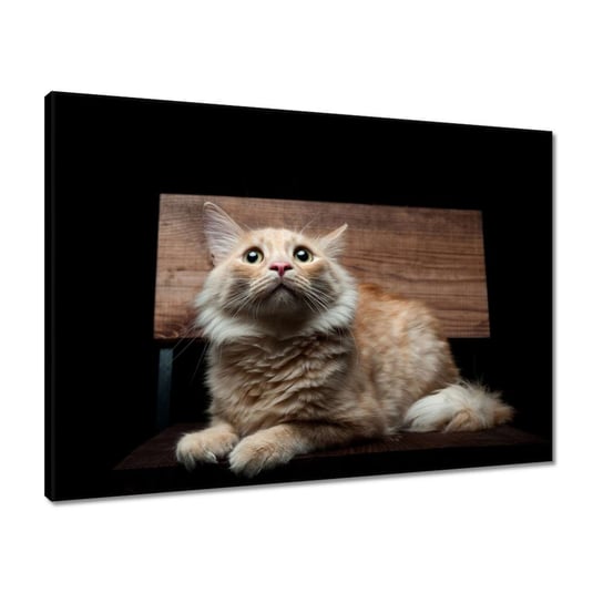 Obraz 70x50 Portret rudego koteczka ZeSmakiem