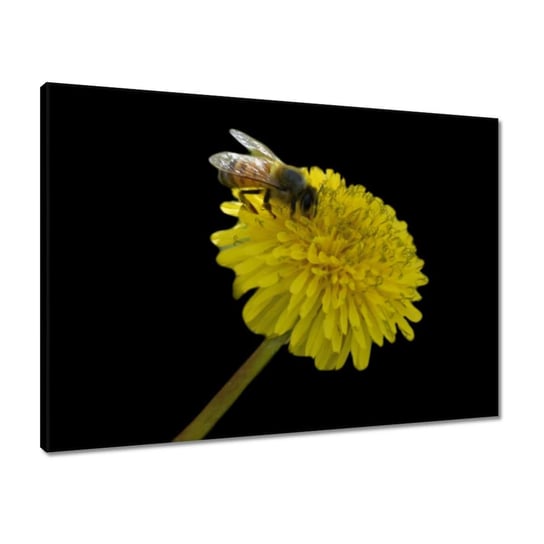Obraz 70x50 Pszczoła na mniszku ZeSmakiem