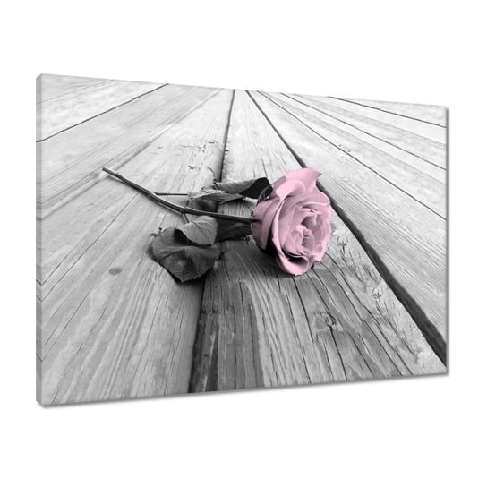 Obraz 70x50 Pudrowy róż Old pink Rose ZeSmakiem