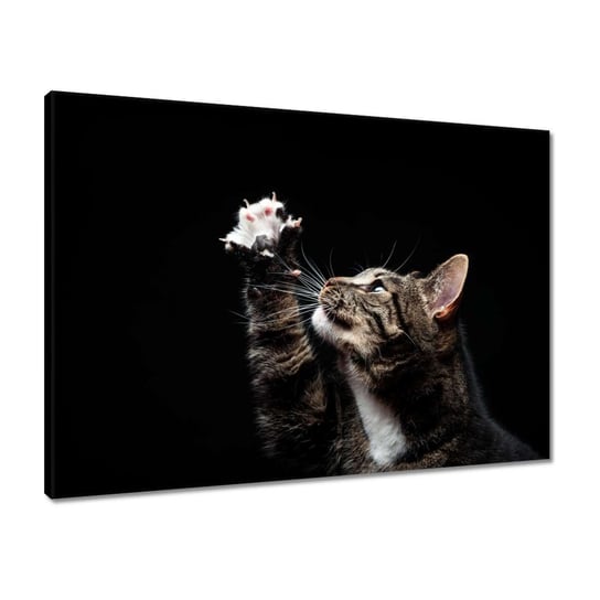 Obraz 70x50 Rasowy Kot z małą łapką ZeSmakiem