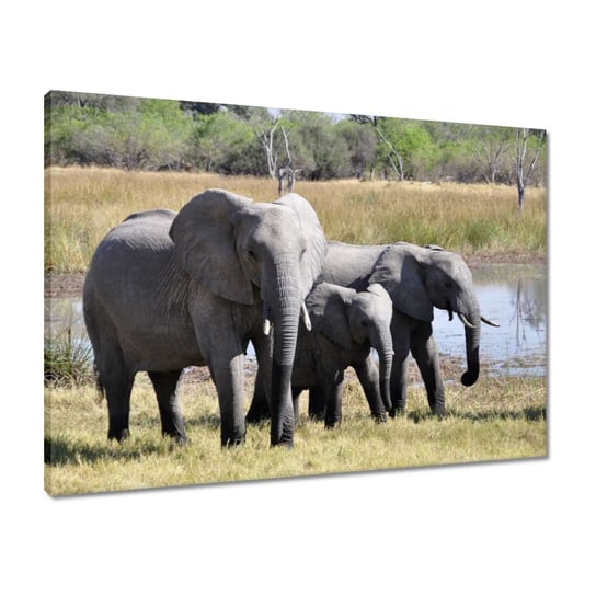 Obraz 70x50 Rodzinka słoni ZeSmakiem