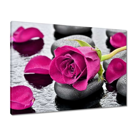 Obraz 70x50 Różowa róża na kamieniach ZeSmakiem