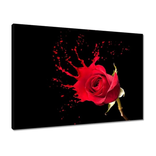 Obraz 70x50 Rozpryskująca się róża ZeSmakiem
