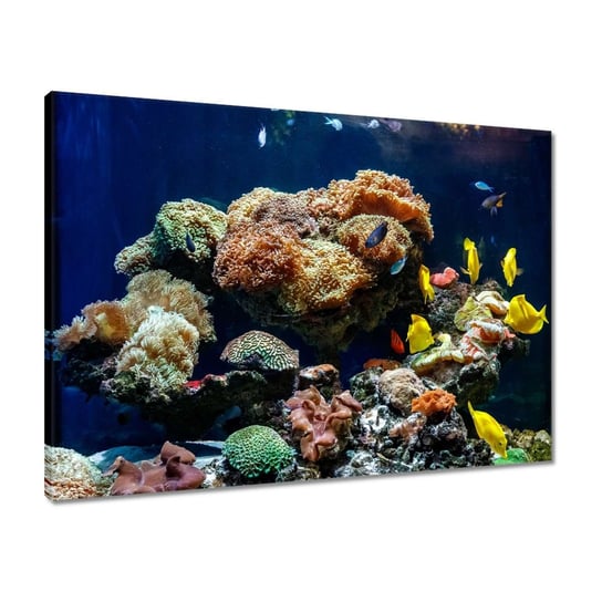Obraz 70x50 Ryby Rafa koralowa ZeSmakiem