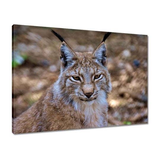 Obraz 70x50 Ryś z bliska Dziki kot ZeSmakiem