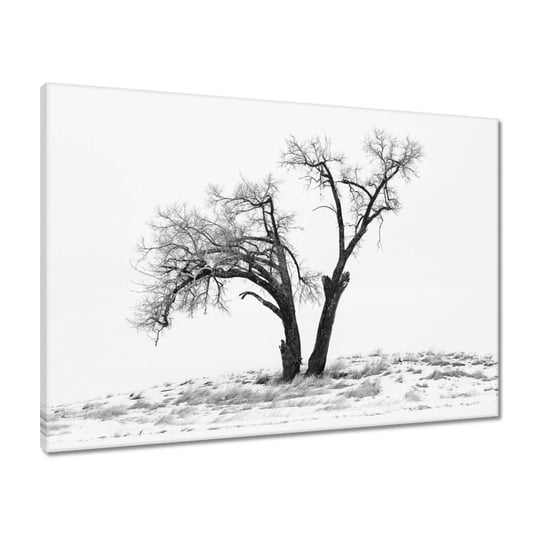 Obraz 70x50 Samotne drzewo ZeSmakiem
