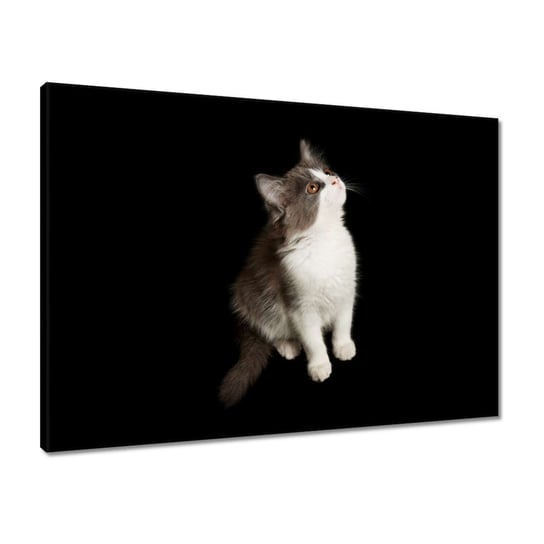 Obraz 70x50 Śliczny mały szary kotek ZeSmakiem