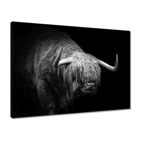 Obraz 70x50 Szkocka krowa zwierze ZeSmakiem