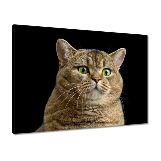 Obraz 70x50 Szkocki kotek kiciuś ZeSmakiem