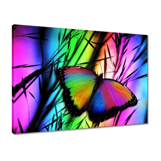 Obraz 70x50 Tęczowy motylek ZeSmakiem