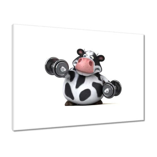 Obraz 70x50 Tłusta krowa w siłowni ZeSmakiem