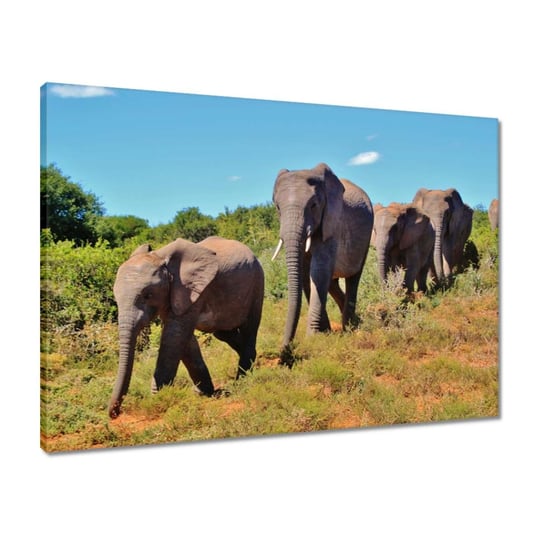 Obraz 70x50 Wędrówka słoni ZeSmakiem