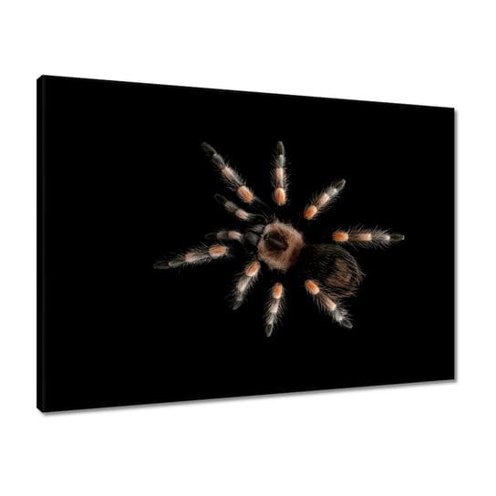 Obraz 70x50 Wielka Tarantula pająk ZeSmakiem