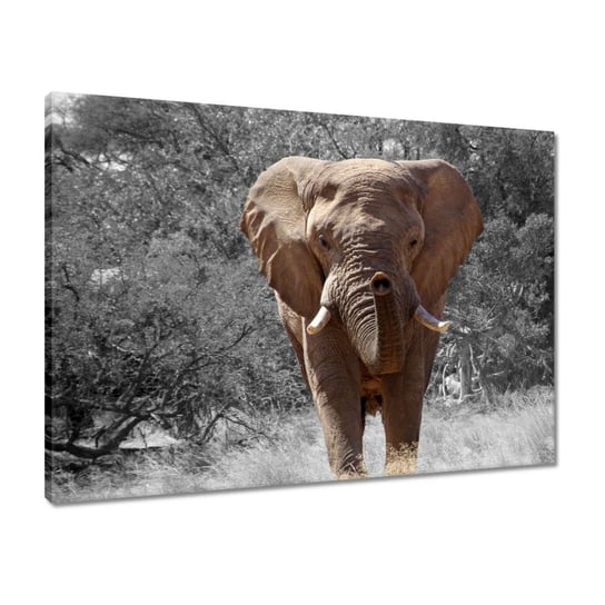 Obraz 70x50 Wielki słoń ZeSmakiem