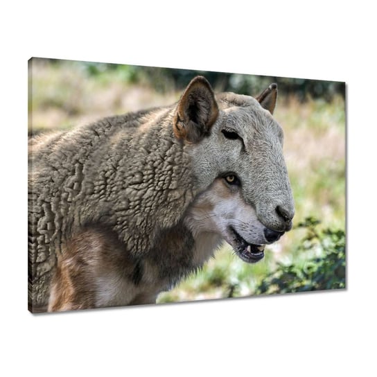 Obraz 70x50 Wilk w owczej skórze ZeSmakiem