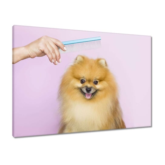 Obraz 70x50 Wyczesywanie włosów psa ZeSmakiem