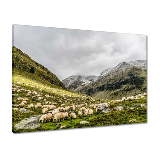 Obraz 70x50 Wypas owiec Owieczki Owce ZeSmakiem