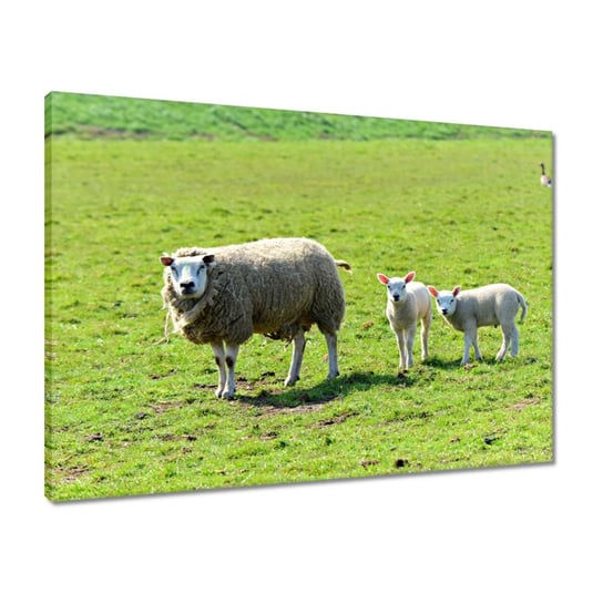 Obraz 70x50 Wypas owiec Owieczki Owce ZeSmakiem