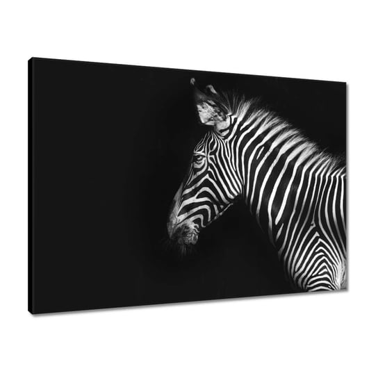 Obraz 70x50 Zebra stepowa zwierzę ZeSmakiem