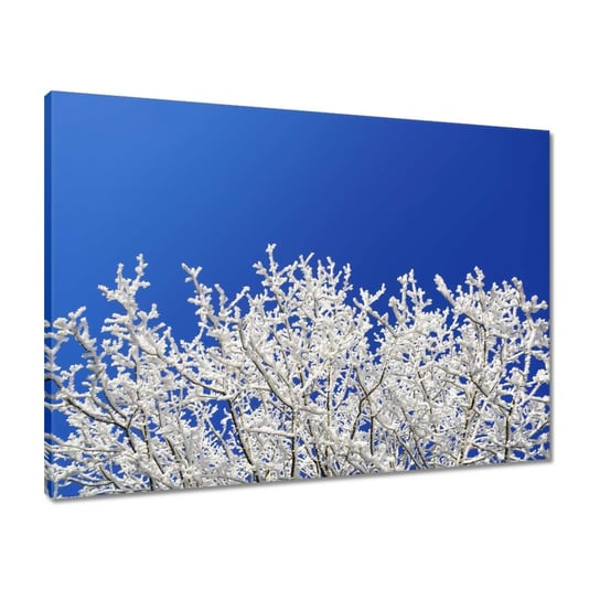 Obraz 70x50 Zimowe drzewo Szron Śnieg ZeSmakiem