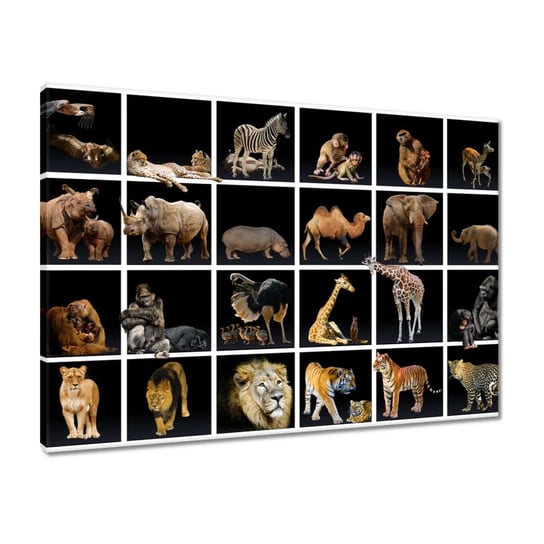 Obraz 70x50 Zwierzęta Kolaż colage ZeSmakiem