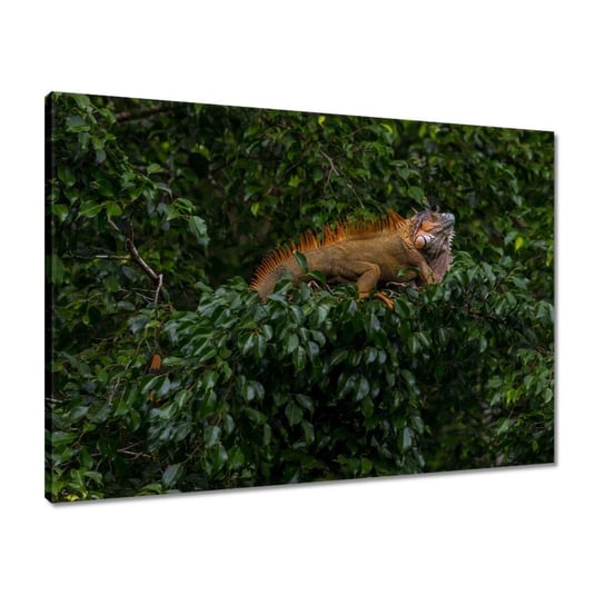 Obraz 70x50 Zwierzęta Zwierzątka ZeSmakiem
