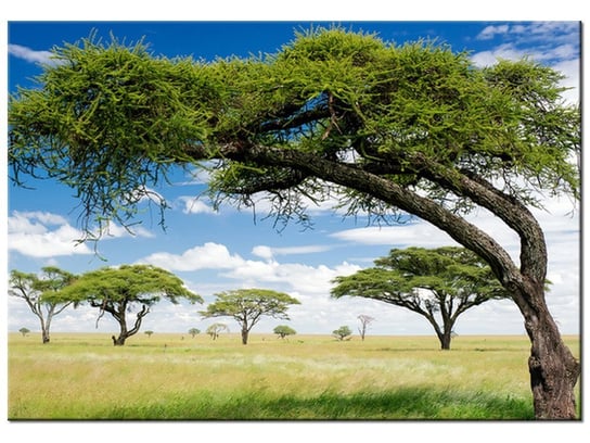 Obraz Afrykański pejzaż, 100x70 cm Oobrazy