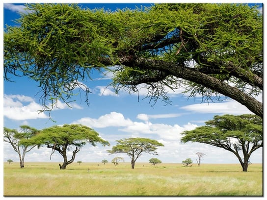 Obraz Afrykański pejzaż, 40x30 cm Oobrazy