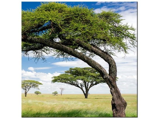 Obraz Afrykański pejzaż, 50x50 cm Oobrazy