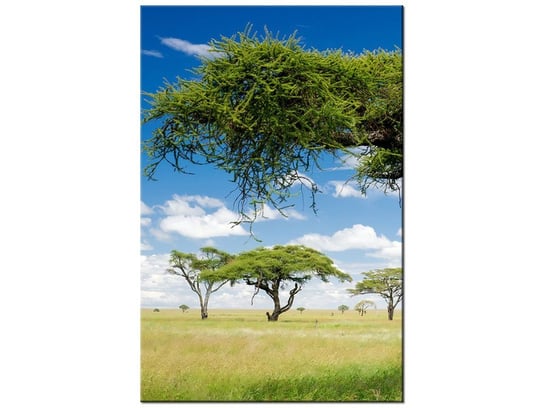 Obraz Afrykański pejzaż, 80x120 cm Oobrazy