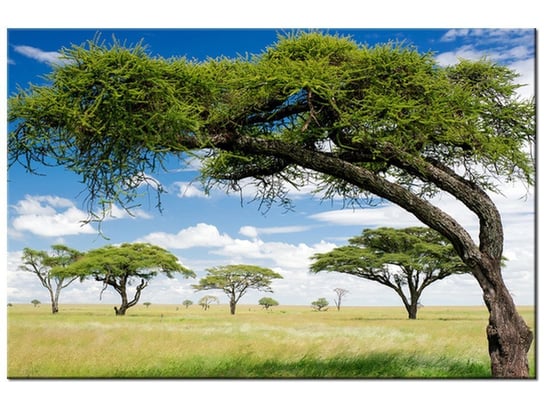 Obraz Afrykański pejzaż, 90x60 cm Oobrazy