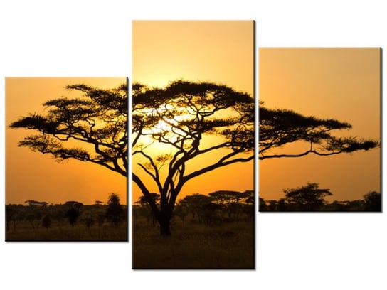 Obraz, Akacja w Serengeti, 3 elementy, 90x60 cm Oobrazy