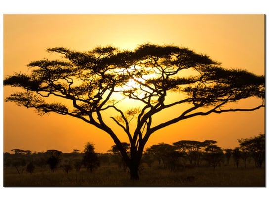 Obraz Akacja w Serengeti, 30x20 cm Oobrazy
