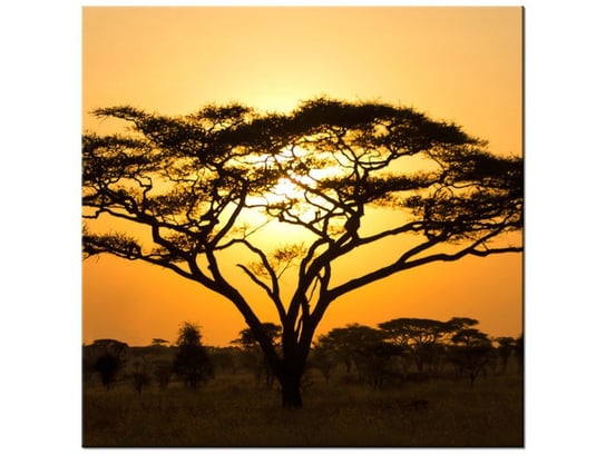 Obraz, Akacja w Serengeti, 30x30 cm Oobrazy