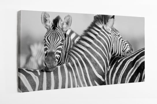 Obraz ba Płótnie HOMEPRINT, stado zebr, dzika natura, Afryka, zebry z głowami razem 120x60 cm HOMEPRINT