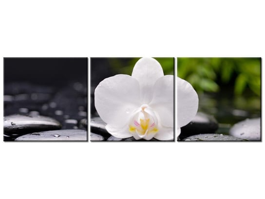 Obraz Biała orchidea, 3 elementy, 150x50 cm Oobrazy