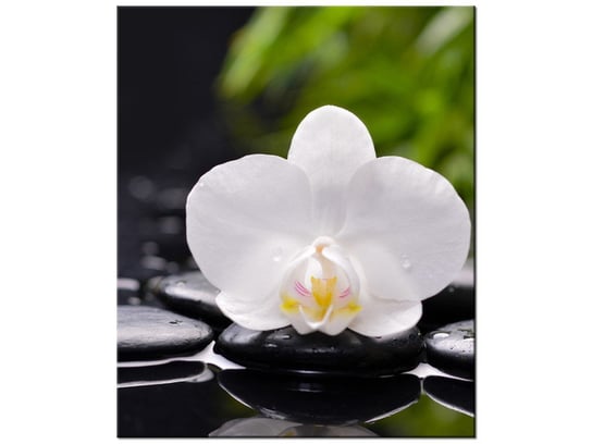 Obraz Biała orchidea, 50x60 cm Oobrazy