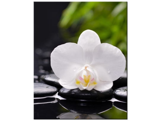 Obraz, Biała orchidea, 60x75 cm Oobrazy