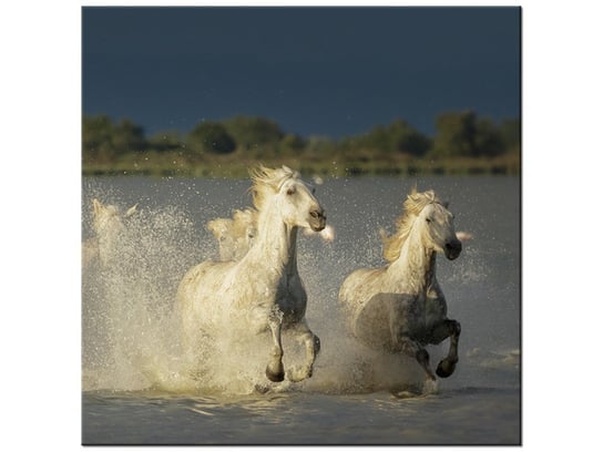 Obraz Białe dzikie konie, 30x30 cm Oobrazy