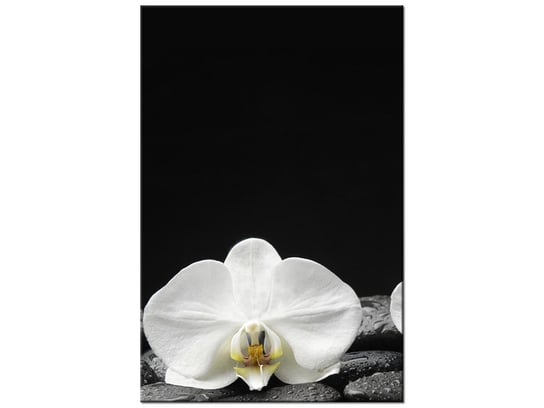 Obraz Białe storczyki, 40x60 cm Oobrazy