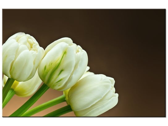 Obraz, Białe tulipany, 120x80 cm Oobrazy
