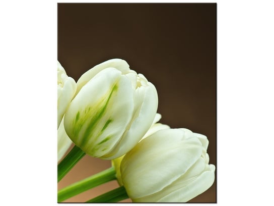 Obraz Białe tulipany, 40x50 cm Oobrazy
