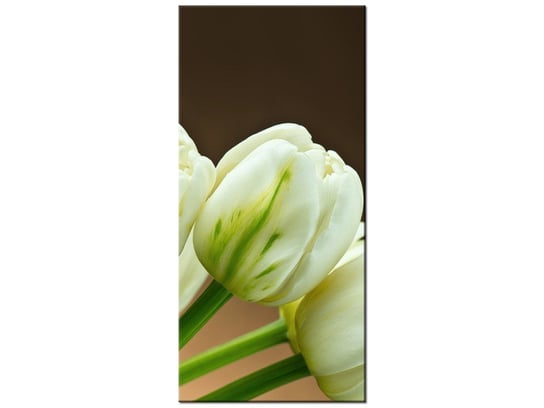 Obraz Białe tulipany, 55x115 cm Oobrazy